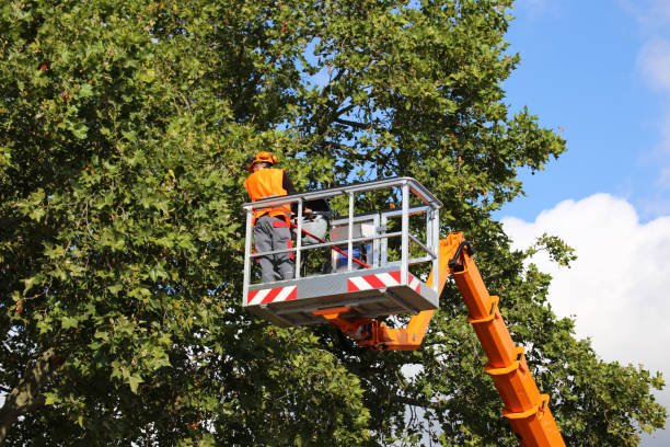 Best Tree Removal  in Grosse Pointe Farms, MI